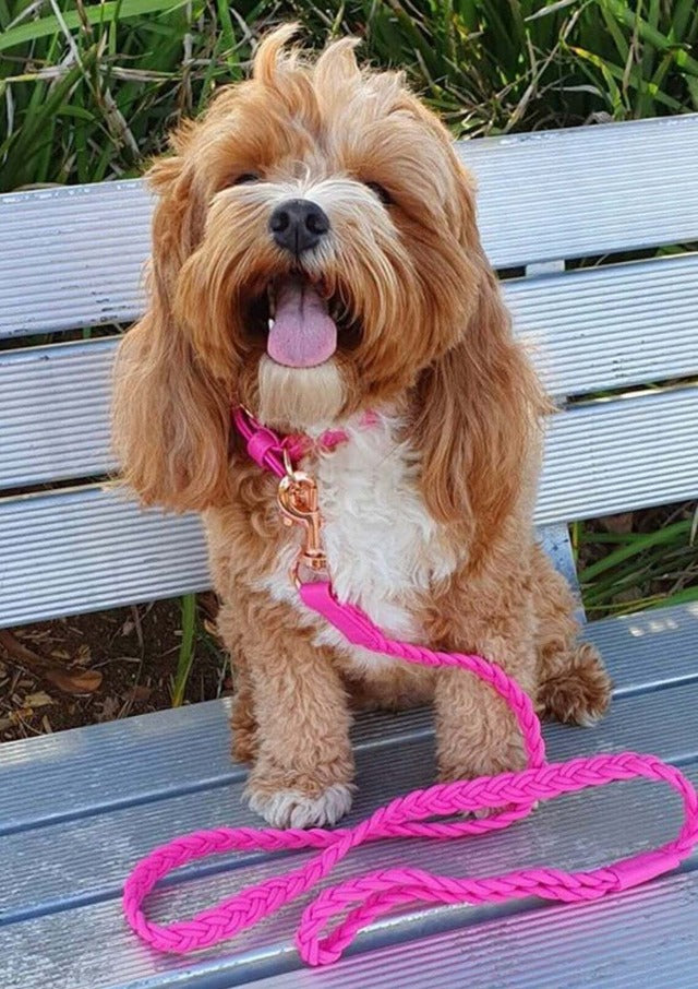HGP Dog Leash Plaited