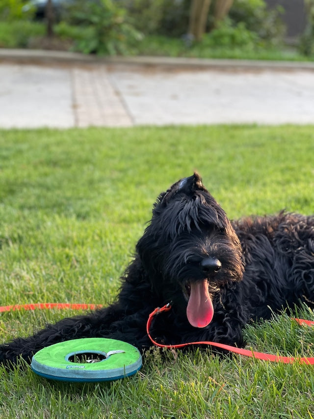NIMBLE WATERPROOF LONG LEASH