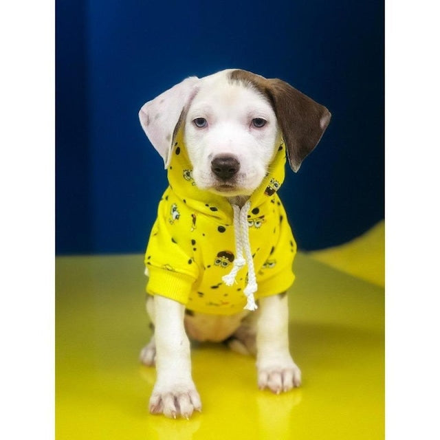 Official Licensed SPONGEBOB X FRESH PAWZ SB All Over Hoodie