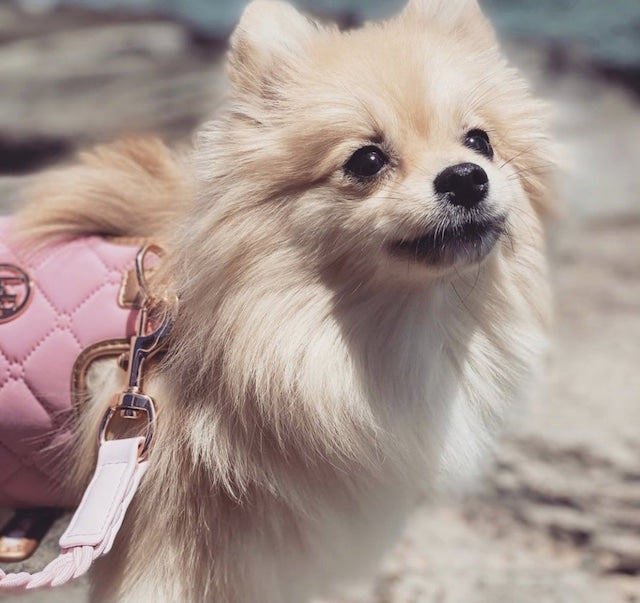HGP Dog Harness