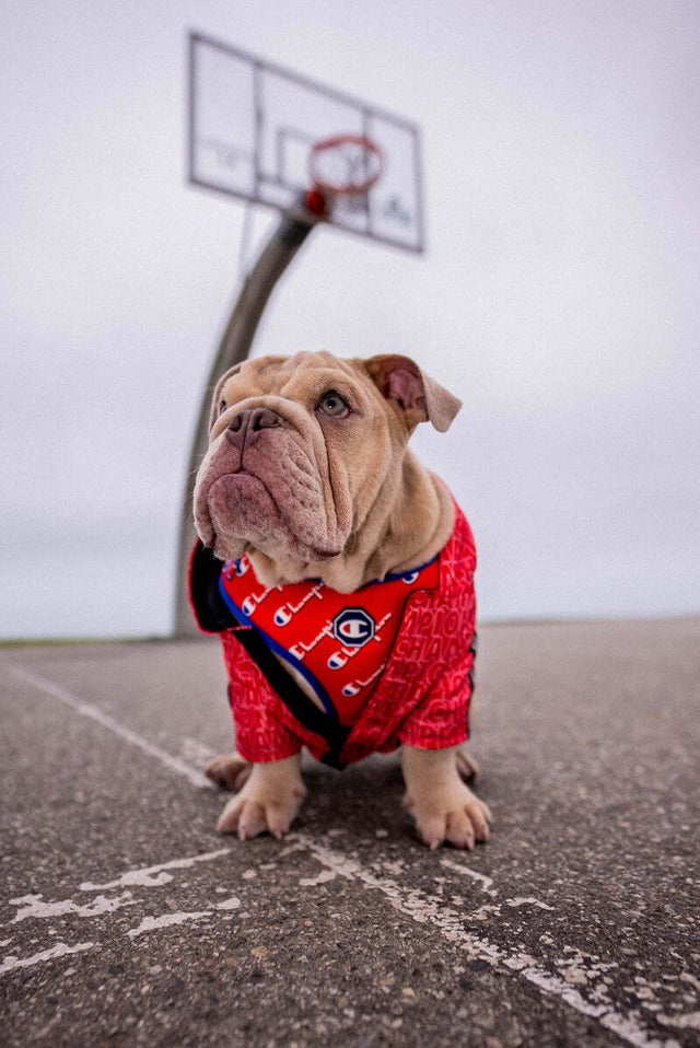 CHAMPION X FRESH PAWZ | ADJUSTABLE MESH HARNESS