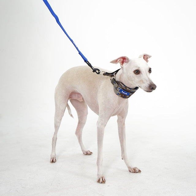 hosh Camo Collar Blue-Dot
