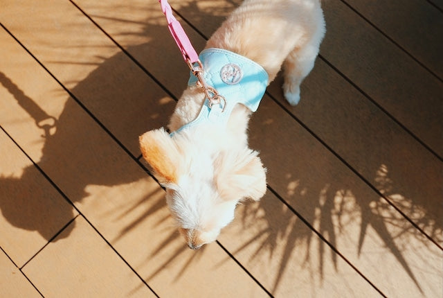 HGP Dog Harness