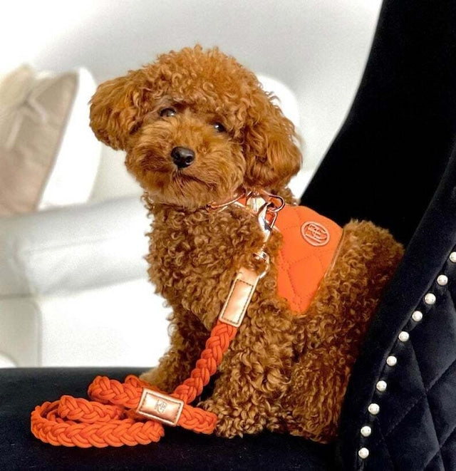 HGP Dog Harness