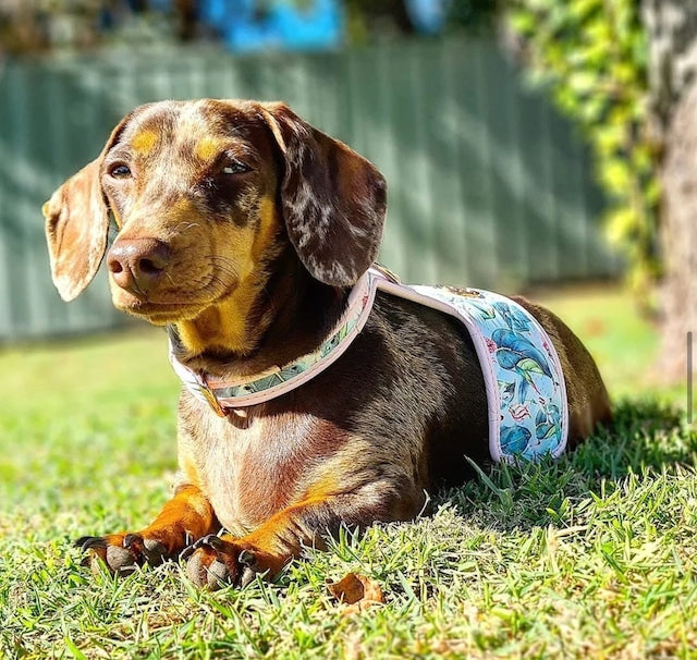 HGP Dog Harness-The Hummingbird