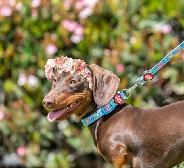 SMILEY X FRESH PAWZ - HAPPY COLLECTION COLLAR