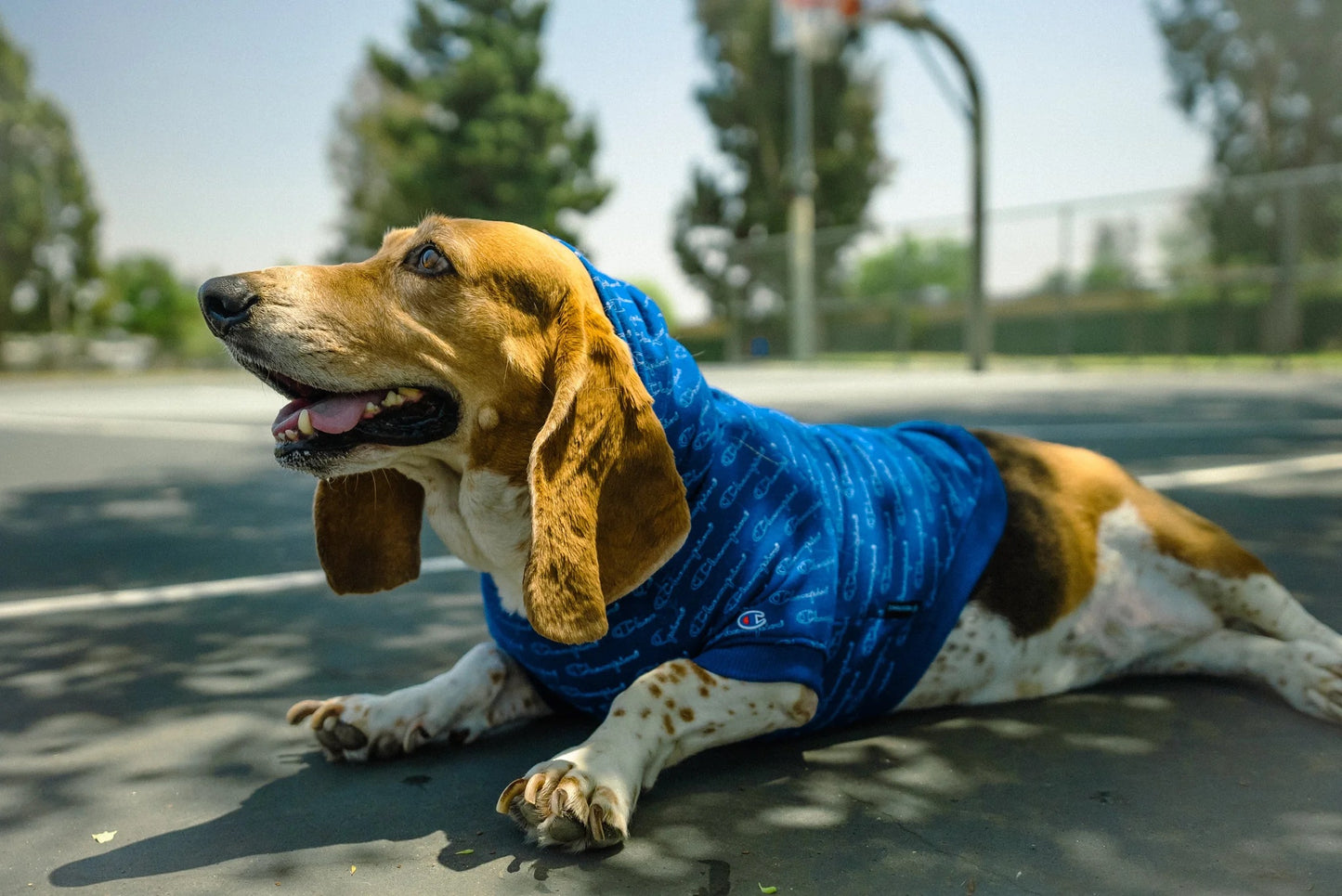 CHAMPION X FRESH PAWZ LOGO REPEAT HOODIE NAVY