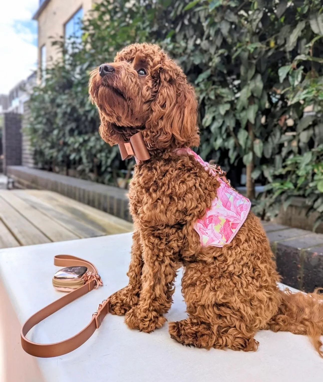 HGP Dog Harness-The Birds of a Feather