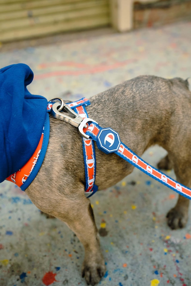 CHAMPION X FRESH PAWZ | LEASH