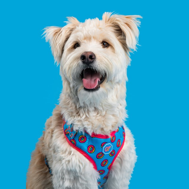 ODD FUTURE X FRESH PAWZ ADJUSTABLE MESH HARNESS