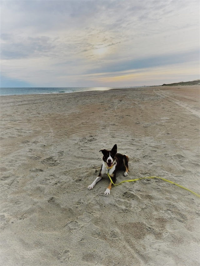 NIMBLE WATERPROOF LONG LEASH