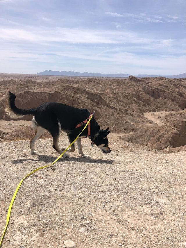 NIMBLE WATERPROOF LONG LEASH