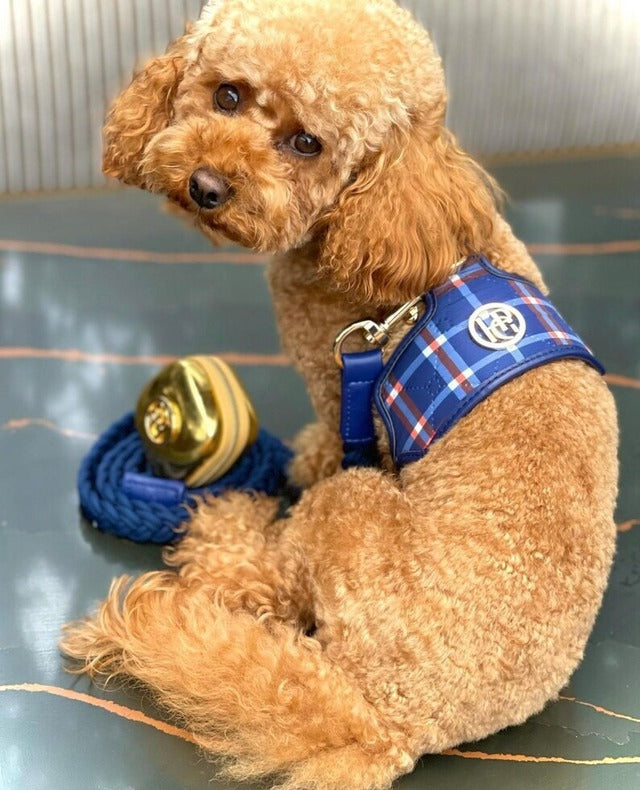 HGP Dog Harness-The Indigo