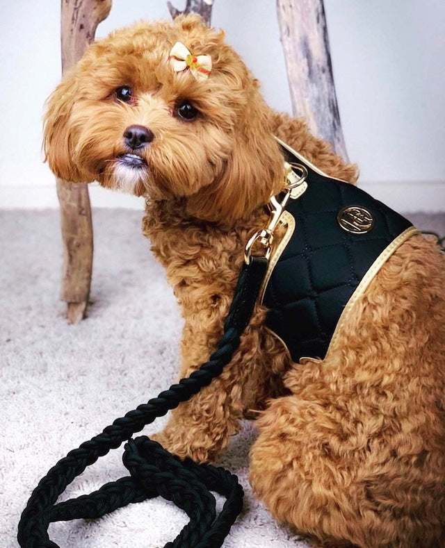 HGP Dog Harness