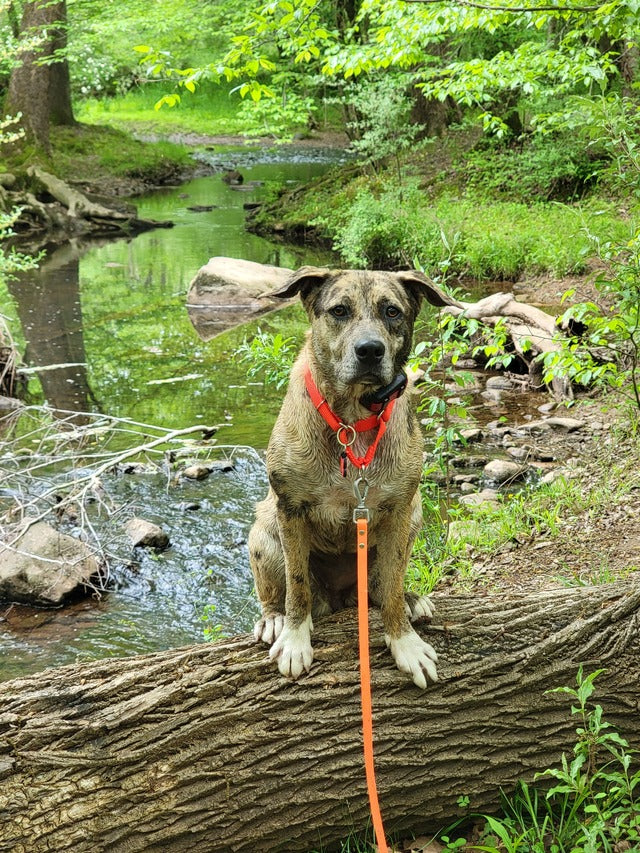 NIMBLE WATERPROOF LONG LEASH