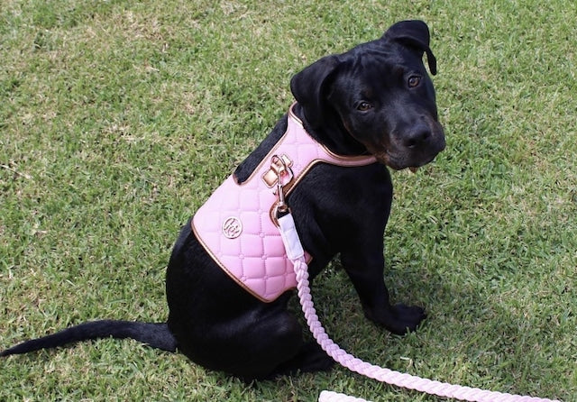 HGP Dog Harness