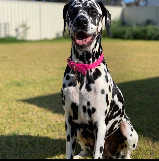 HGP Dog Collar Plaited