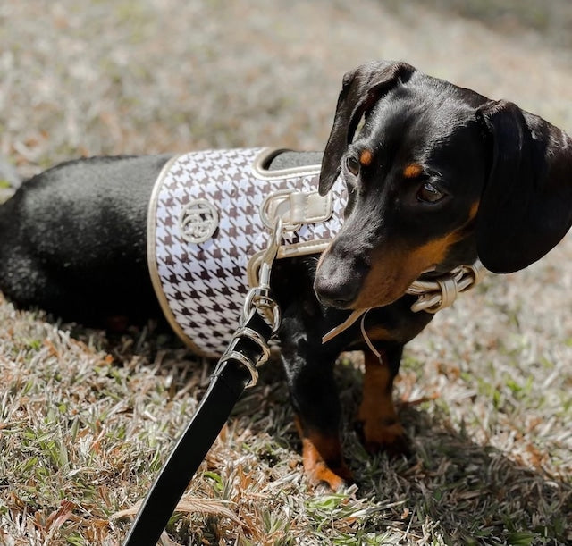 HGP Dog Harness-Houndstooth
