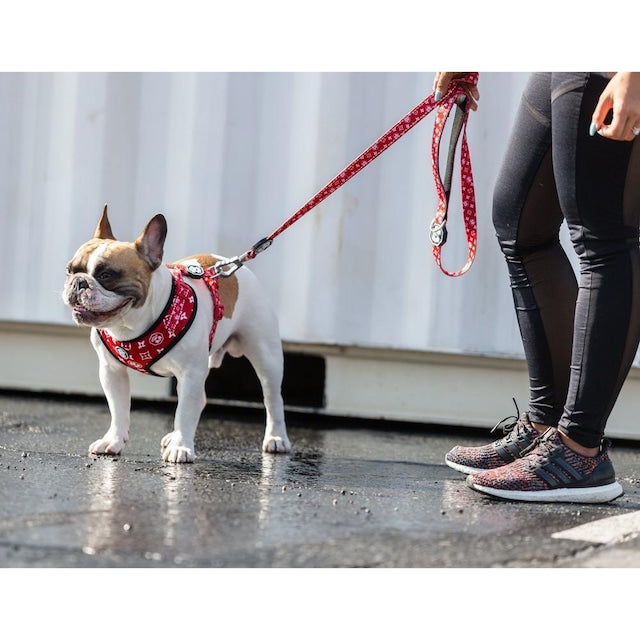 FRESH PAWZ - MONOGRAM HYPE LEASH