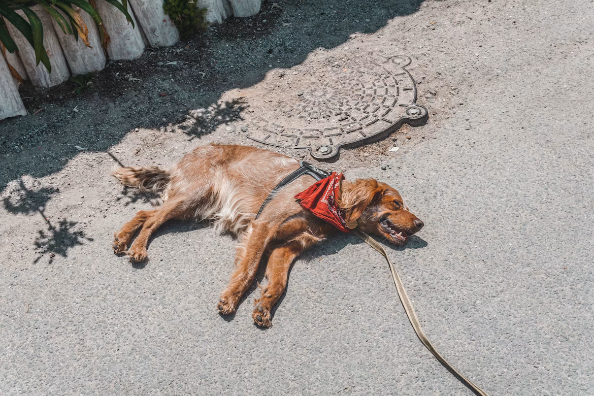 今、愛犬の散歩は危険です。今すぐ知っておきたい暑さ対策のすべて