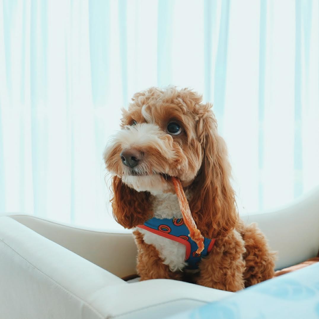 愛犬のおやつ、添加物は大丈夫？無添加・無着色にこだわる理由。