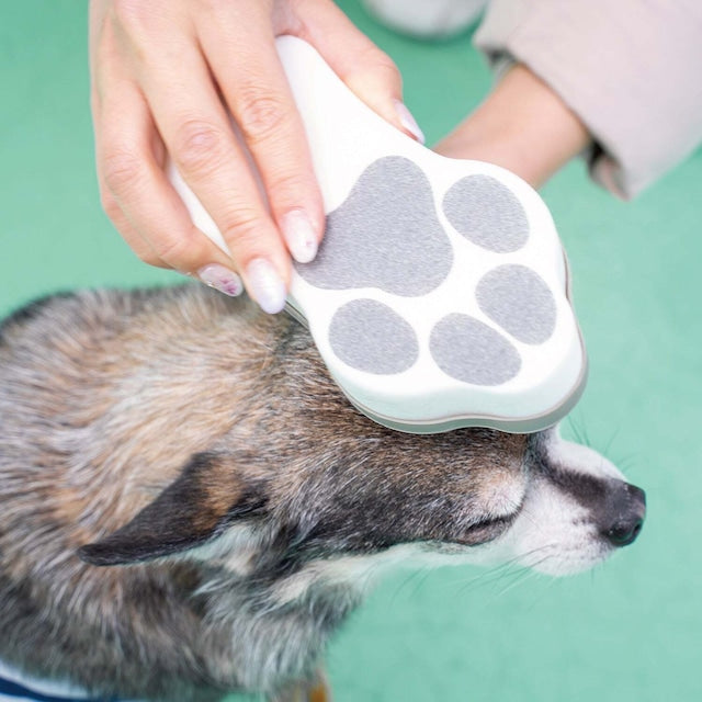 HARIO GROOMING BRUSH GRUTTE FOR SHORT HAIR