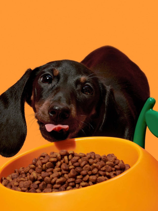 VETRESKA JUICY TANGERINE PET BOWL SET