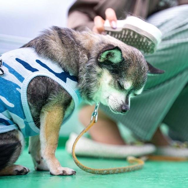 HARIO GROOMING BRUSH GRUTTE FOR LONG HAIR