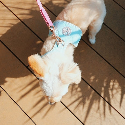 HGP Dog Harness