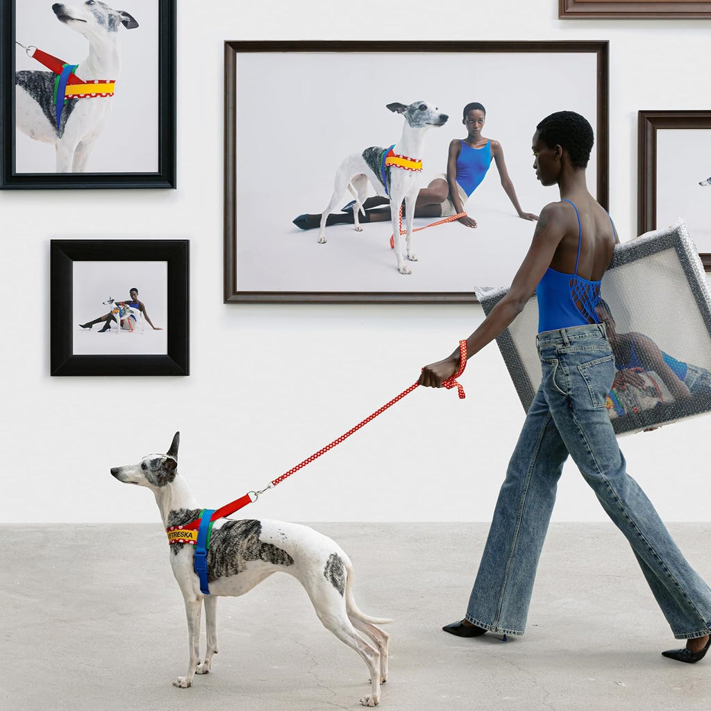 VETRESKA CHROMA PET HARNESS&LEASH SET