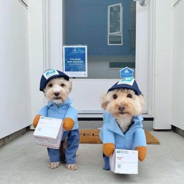USPS Delivery Dog Costume