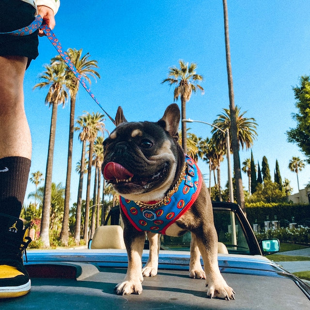 ODD FUTURE X FRESH PAWZ ADJUSTABLE MESH HARNESS