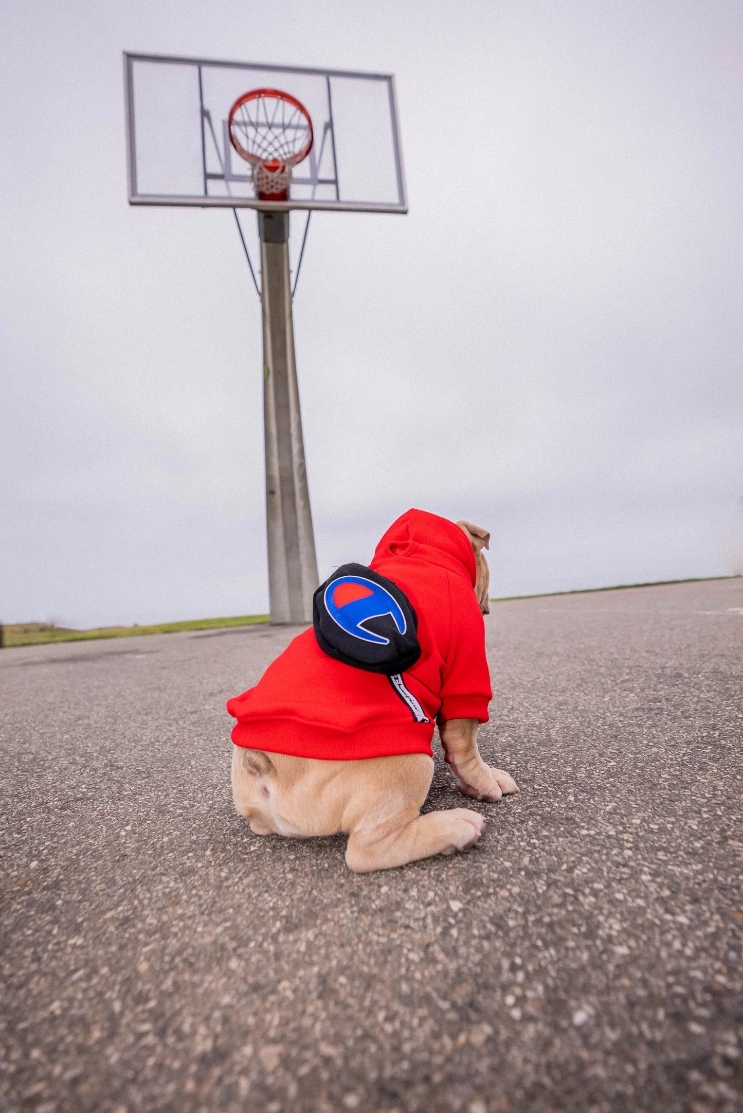 CHAMPION X FRESH PAWZ FANNY PACK HOODIE