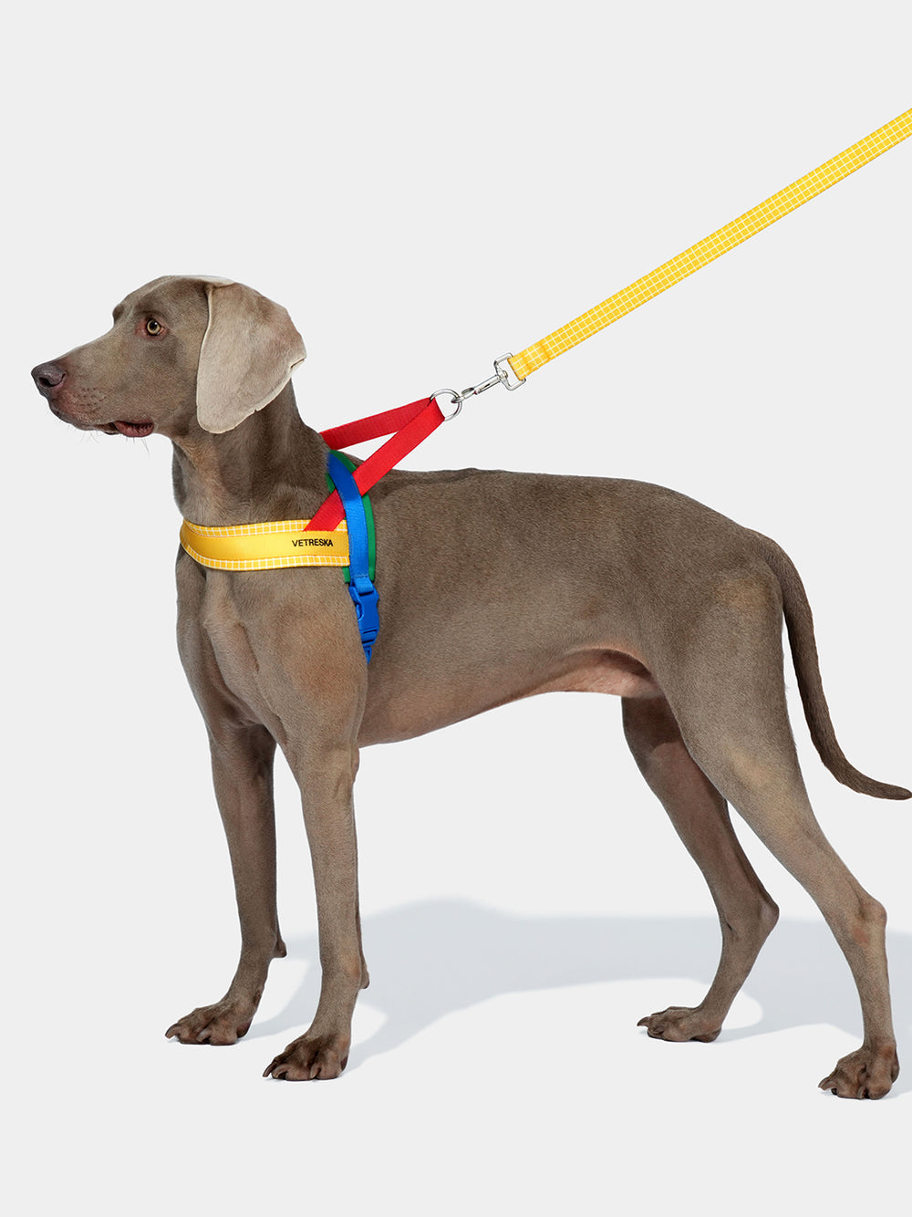 VETRESKA CHROMA PET HARNESS&LEASH SET