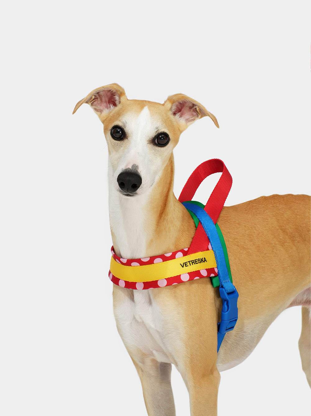 VETRESKA CHROMA PET HARNESS&LEASH SET