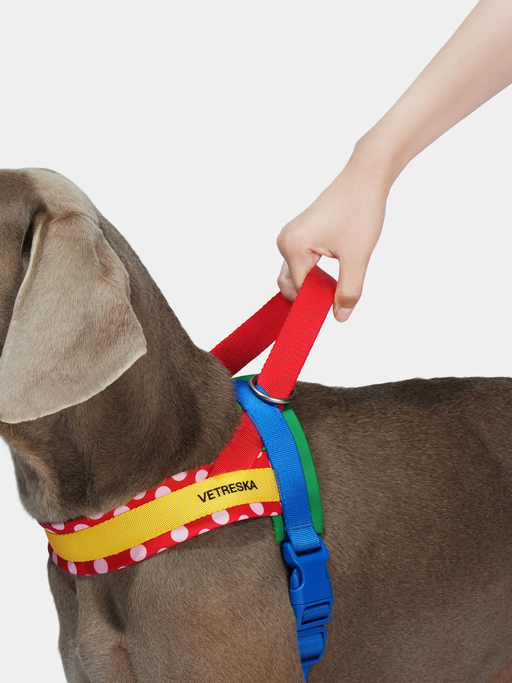 VETRESKA CHROMA PET HARNESS&LEASH SET