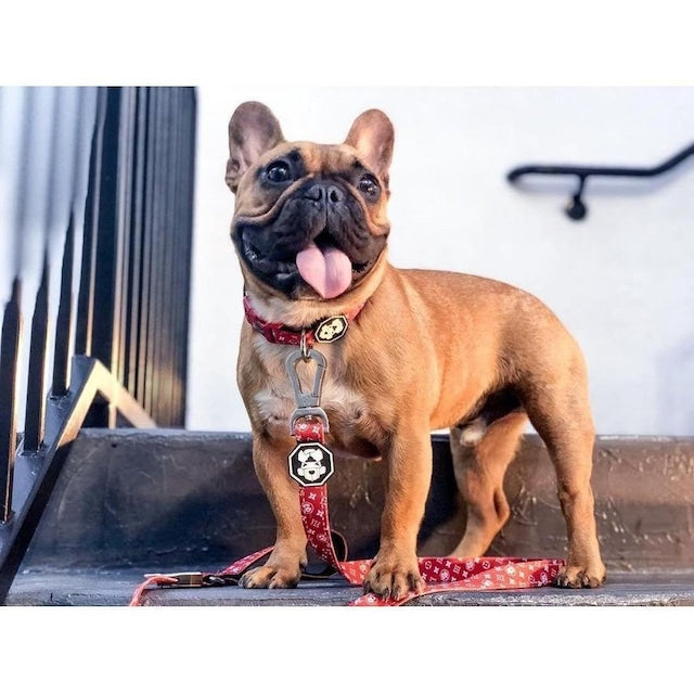 FRESH PAWZ-MONOGRAM HYPE COLLAR